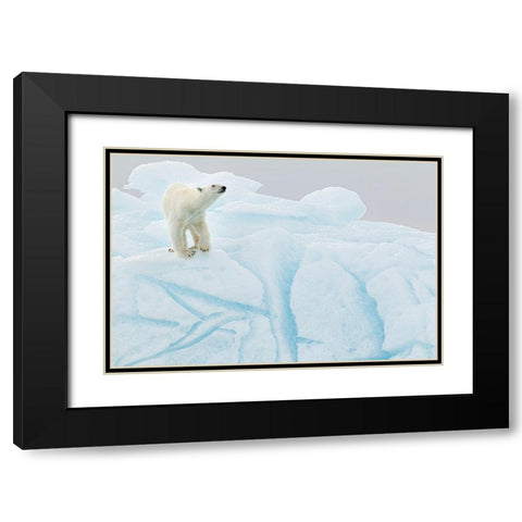 Polar Bear On Iceberg Black Modern Wood Framed Art Print with Double Matting by Gil Raga, Joan