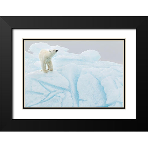 Polar Bear On Iceberg Black Modern Wood Framed Art Print with Double Matting by Gil Raga, Joan