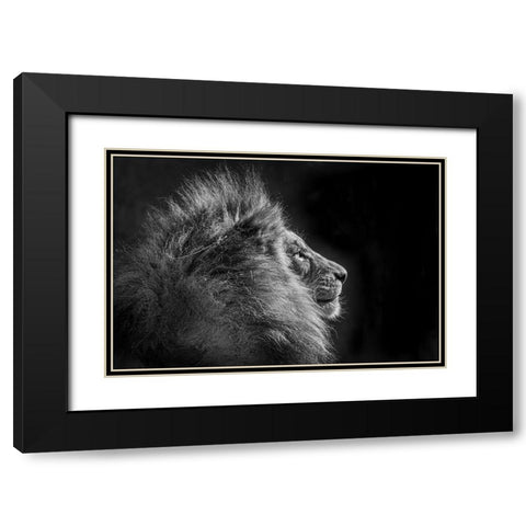 Simba In Monochrome Black Modern Wood Framed Art Print with Double Matting by C. Sink, Jeffrey
