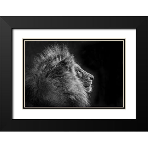 Simba In Monochrome Black Modern Wood Framed Art Print with Double Matting by C. Sink, Jeffrey