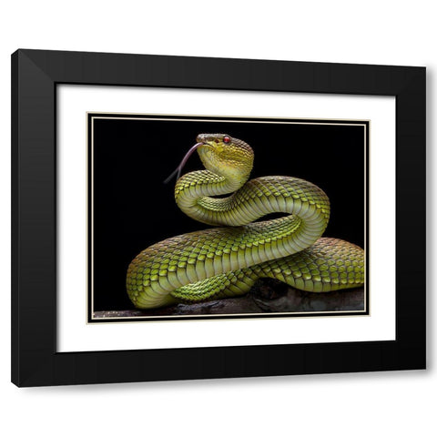 Golden Venomous Viper Snake Black Modern Wood Framed Art Print with Double Matting by Maududdin, Fauzan