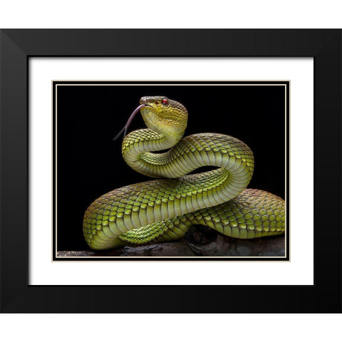 Golden Venomous Viper Snake Black Modern Wood Framed Art Print with Double Matting by Maududdin, Fauzan