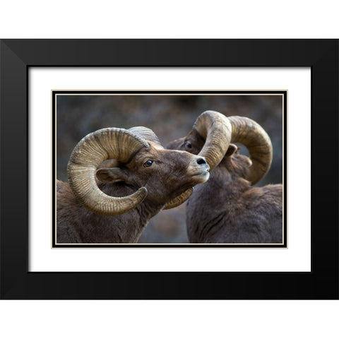 Bighorn Sheep-Ovis Canadensis Black Modern Wood Framed Art Print with Double Matting by Verdon