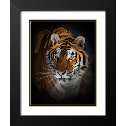 Portrait Of A Siberian Tiger Black Modern Wood Framed Art Print with Double Matting by Cumming, Jim