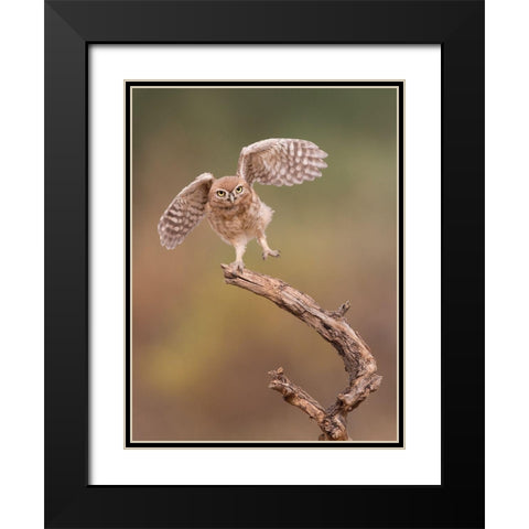 Im Just A Gigalo... Black Modern Wood Framed Art Print with Double Matting by Eichelberg, Amnon