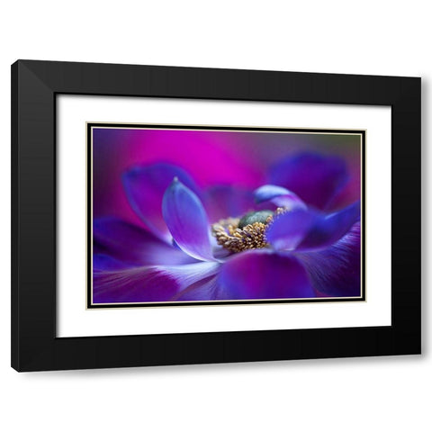Windflower Black Modern Wood Framed Art Print with Double Matting by Parker, Jacky