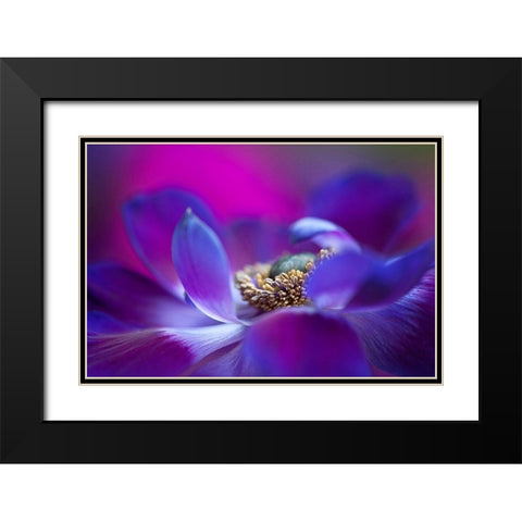 Windflower Black Modern Wood Framed Art Print with Double Matting by Parker, Jacky