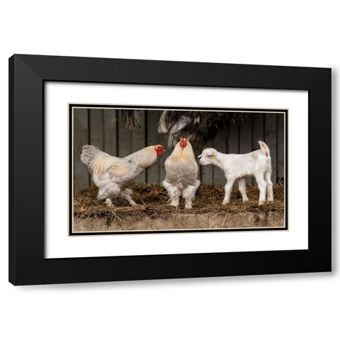 Four Animals, 3 Different Breeds. Black Modern Wood Framed Art Print with Double Matting by van den, Gert