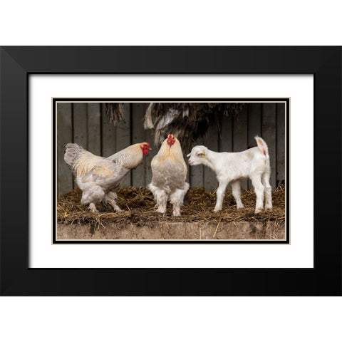 Four Animals, 3 Different Breeds. Black Modern Wood Framed Art Print with Double Matting by van den, Gert