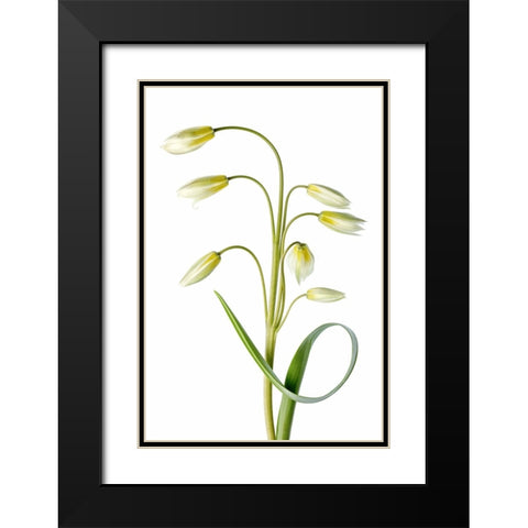 Tulipa Tarda Black Modern Wood Framed Art Print with Double Matting by Disher, Mandy