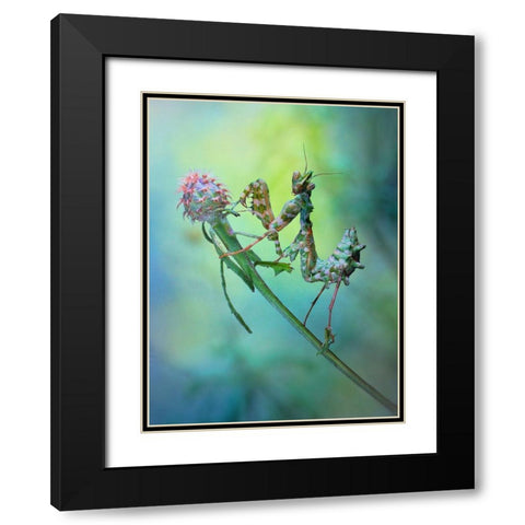 Nymph Black Modern Wood Framed Art Print with Double Matting by Hoffman, Jimmy