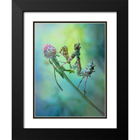 Nymph Black Modern Wood Framed Art Print with Double Matting by Hoffman, Jimmy