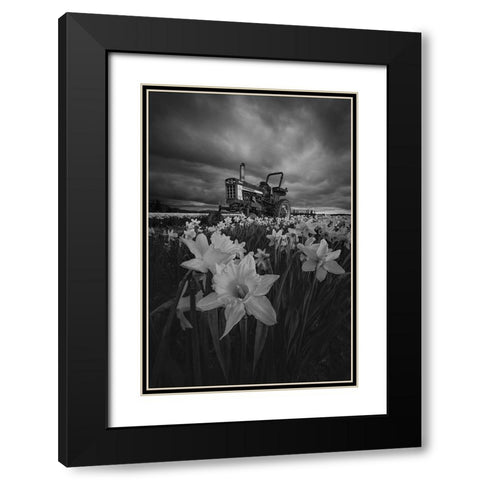 Tractor In Daffodils Black Modern Wood Framed Art Print with Double Matting by Jacobs, Lydia