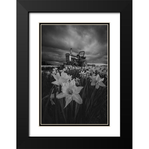 Tractor In Daffodils Black Modern Wood Framed Art Print with Double Matting by Jacobs, Lydia