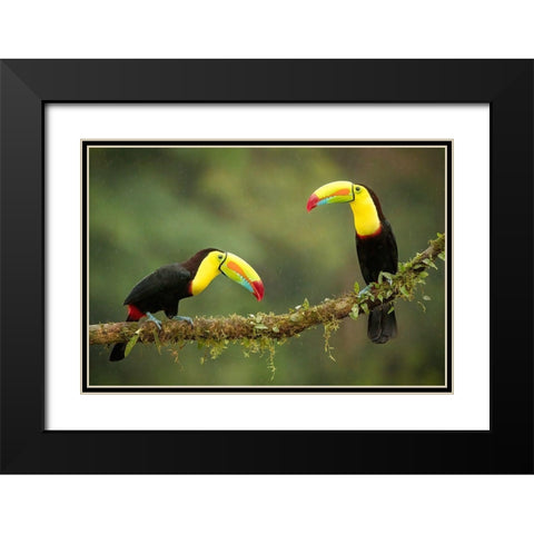 Singing In The Rain Black Modern Wood Framed Art Print with Double Matting by Doyle, Renee