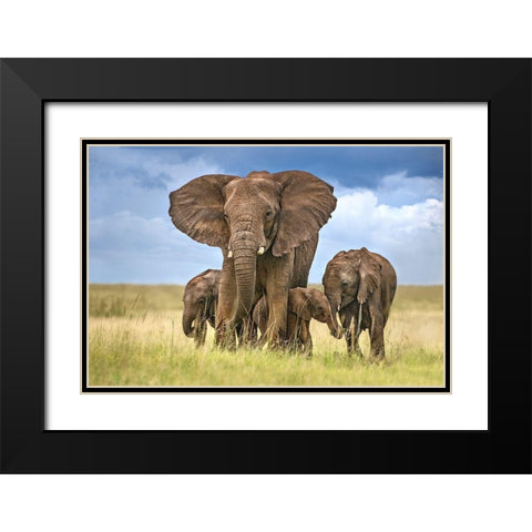 Elephant Mom Protecting Her Calves Black Modern Wood Framed Art Print with Double Matting by Ortega, Xavier