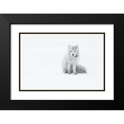 Arctic Fox Black Modern Wood Framed Art Print with Double Matting by Marchegiani, Roberto