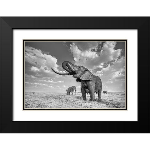 Elephant Drinking Black Modern Wood Framed Art Print with Double Matting by Wang, Yun