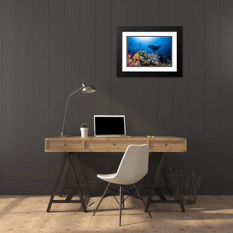 Manta Reef On The Reef Black Modern Wood Framed Art Print with Double Matting by Gabriel, Barathieu