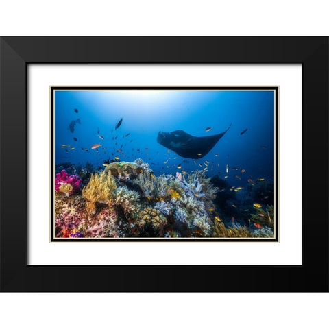 Manta Reef On The Reef Black Modern Wood Framed Art Print with Double Matting by Gabriel, Barathieu