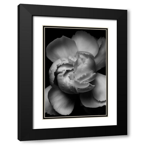 White Flower Black Modern Wood Framed Art Print with Double Matting by Ross, Francisco