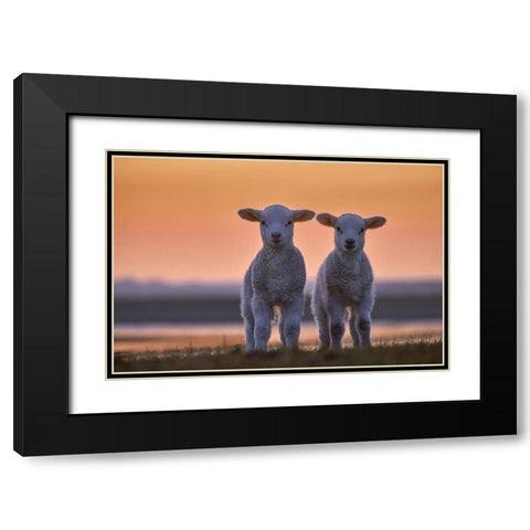 Lamb Twins Black Modern Wood Framed Art Print with Double Matting by Balzer, Bodo