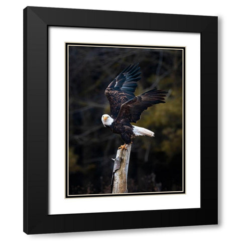Soar Black Modern Wood Framed Art Print with Double Matting by Wong, Fion