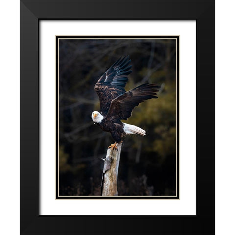 Soar Black Modern Wood Framed Art Print with Double Matting by Wong, Fion