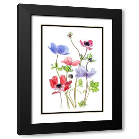 Anemone De Caen Black Modern Wood Framed Art Print with Double Matting by Disher, Mandy