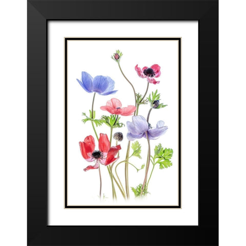 Anemone De Caen Black Modern Wood Framed Art Print with Double Matting by Disher, Mandy
