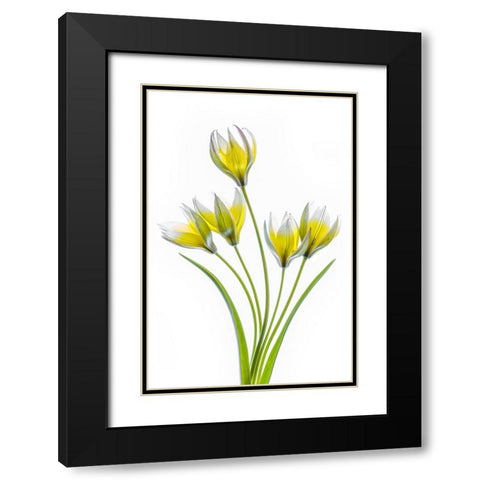 Tulipa Black Modern Wood Framed Art Print with Double Matting by Disher, Mandy