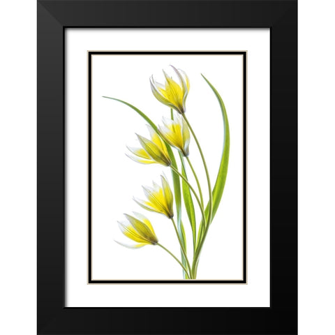 Tulipa Black Modern Wood Framed Art Print with Double Matting by Disher, Mandy
