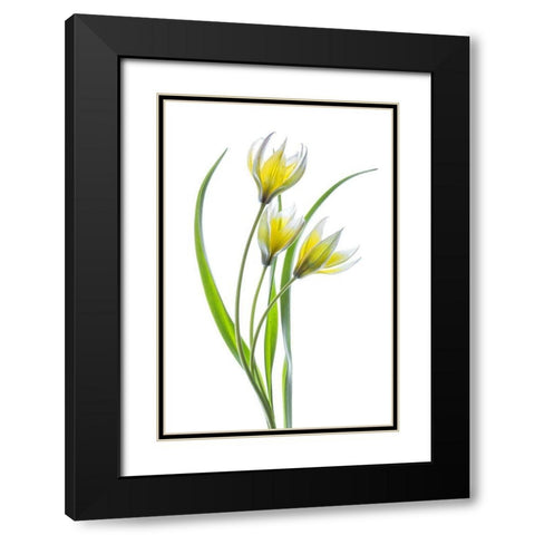 ~~Tulipa~~ Black Modern Wood Framed Art Print with Double Matting by Disher, Mandy