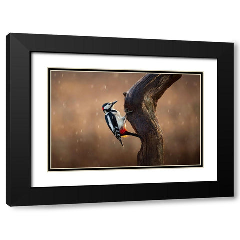 Woodpecker In The Rain Black Modern Wood Framed Art Print with Double Matting by O Mahony, Kieran