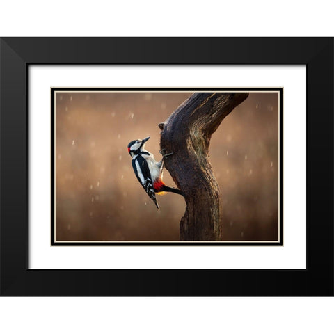 Woodpecker In The Rain Black Modern Wood Framed Art Print with Double Matting by O Mahony, Kieran