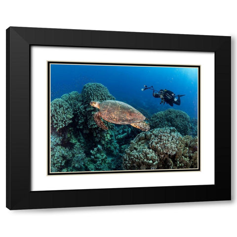 Turtle And A Photographer Black Modern Wood Framed Art Print with Double Matting by Ben Tov, Ilan