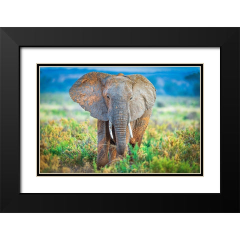 Pastel Elephant Black Modern Wood Framed Art Print with Double Matting by C. Sink, Jeffrey