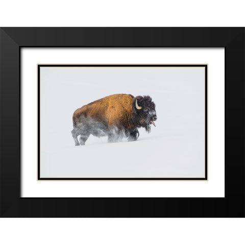 Bison In The Snow Black Modern Wood Framed Art Print with Double Matting by Hunt, Debbie