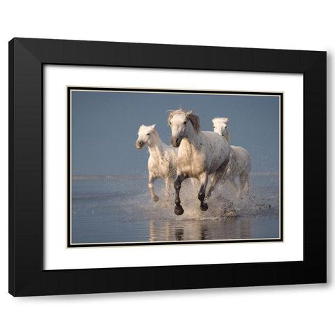 Camargue Horses On Sunset Black Modern Wood Framed Art Print with Double Matting by Anton, Rostovskiy