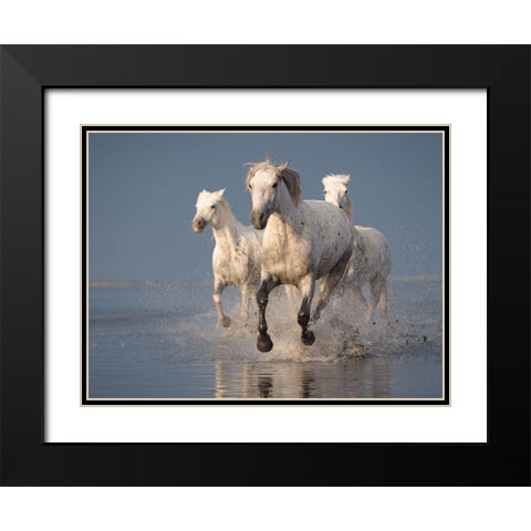 Camargue Horses On Sunset Black Modern Wood Framed Art Print with Double Matting by Anton, Rostovskiy