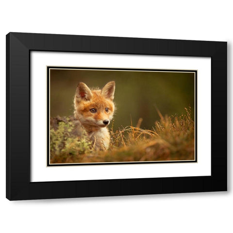 Fox Black Modern Wood Framed Art Print with Double Matting by Adamec, Robert