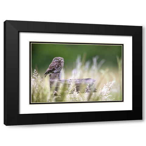 Little Owl Black Modern Wood Framed Art Print with Double Matting by Redaelli, Marco