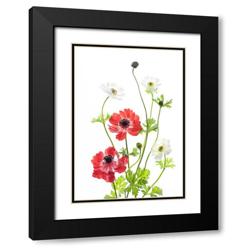 Spring Anemone Family Black Modern Wood Framed Art Print with Double Matting by iPuraVida