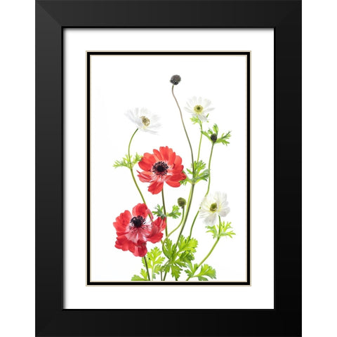 Spring Anemone Family Black Modern Wood Framed Art Print with Double Matting by iPuraVida
