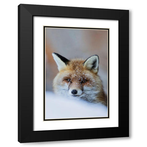 Red Fox Black Modern Wood Framed Art Print with Double Matting by Bolla, Paolo