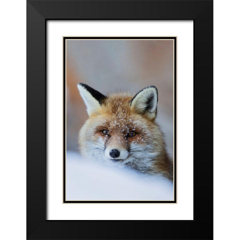 Red Fox Black Modern Wood Framed Art Print with Double Matting by Bolla, Paolo