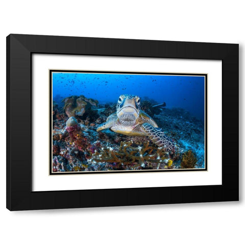 Face To Face With A Green Turtle Black Modern Wood Framed Art Print with Double Matting by Gabriel, Barathieu