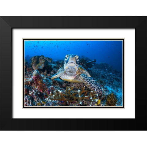Face To Face With A Green Turtle Black Modern Wood Framed Art Print with Double Matting by Gabriel, Barathieu