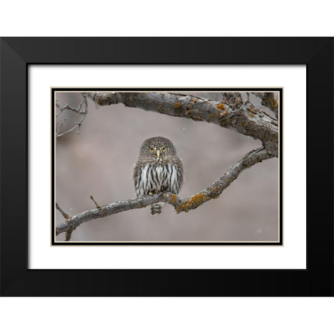 Little Guy In The Snow Black Modern Wood Framed Art Print with Double Matting by Barsh, Greg