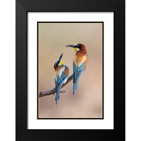 The Gift Black Modern Wood Framed Art Print with Double Matting by Bolla, Paolo